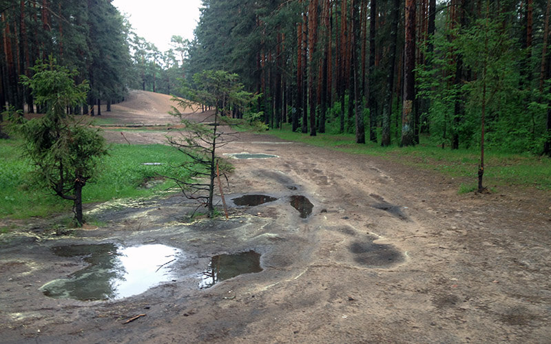 Вандалы срубили одну из недавно высаженных сосенок на пути к пику Тяпкина в Дубне
